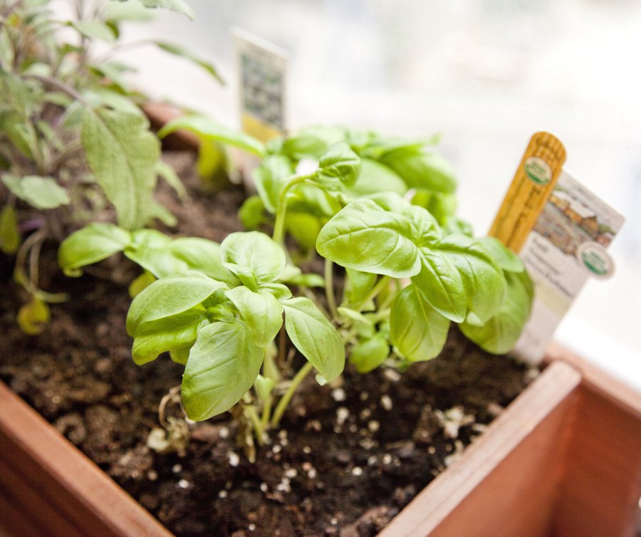 I used the basil I am growing in my little urban garden! sea bass pea puree.JPG